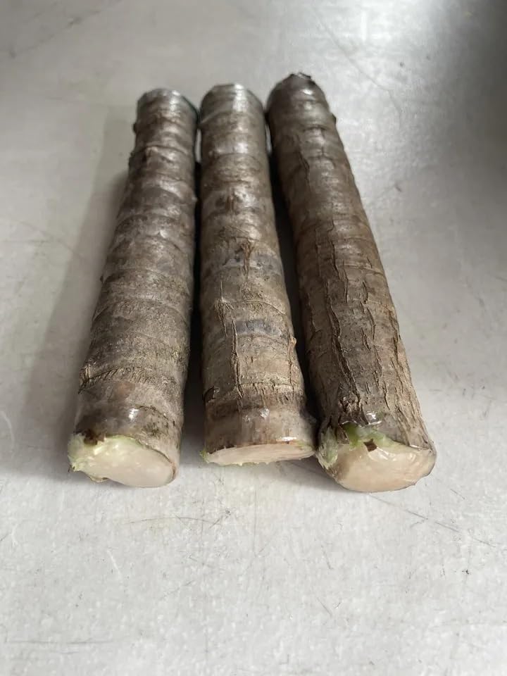 Unrooted Green TI Cutting 4-8 Inch