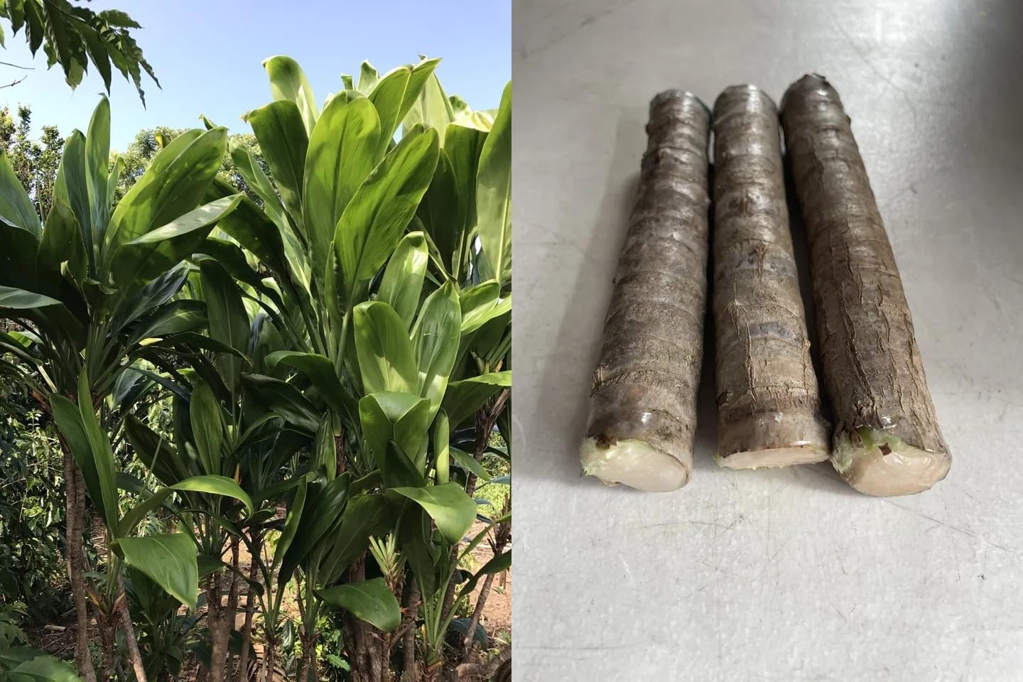 Unrooted Green TI Cutting 4-8 Inch