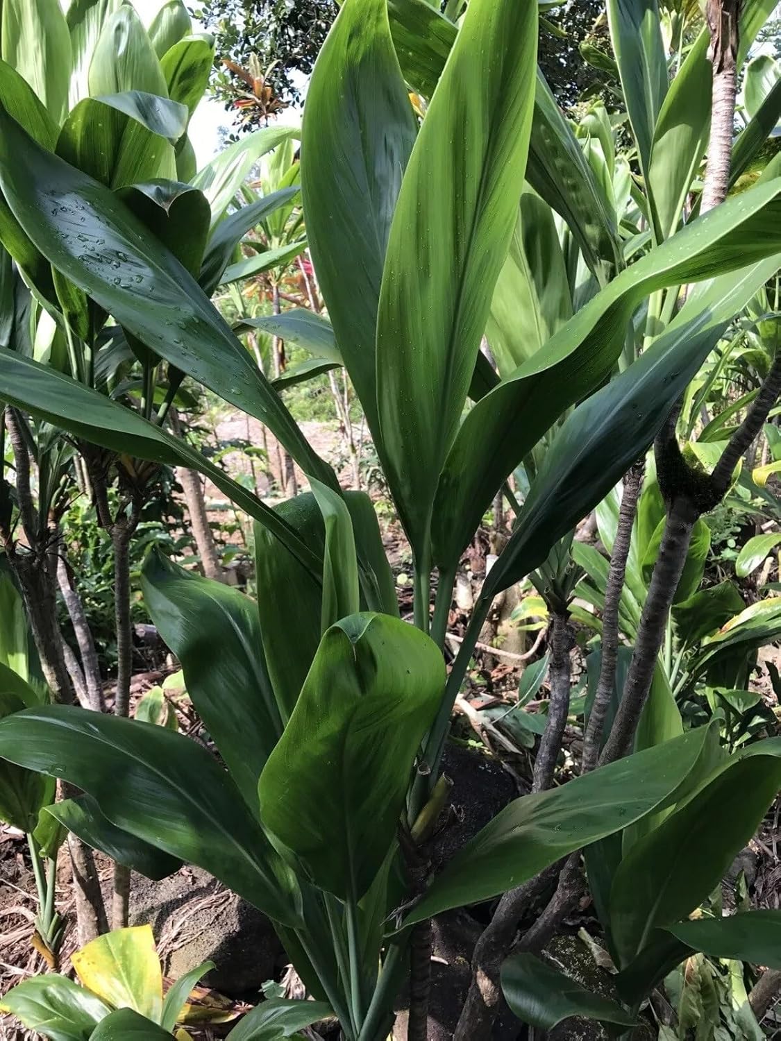 Unrooted Green TI Cutting 4-8 Inch