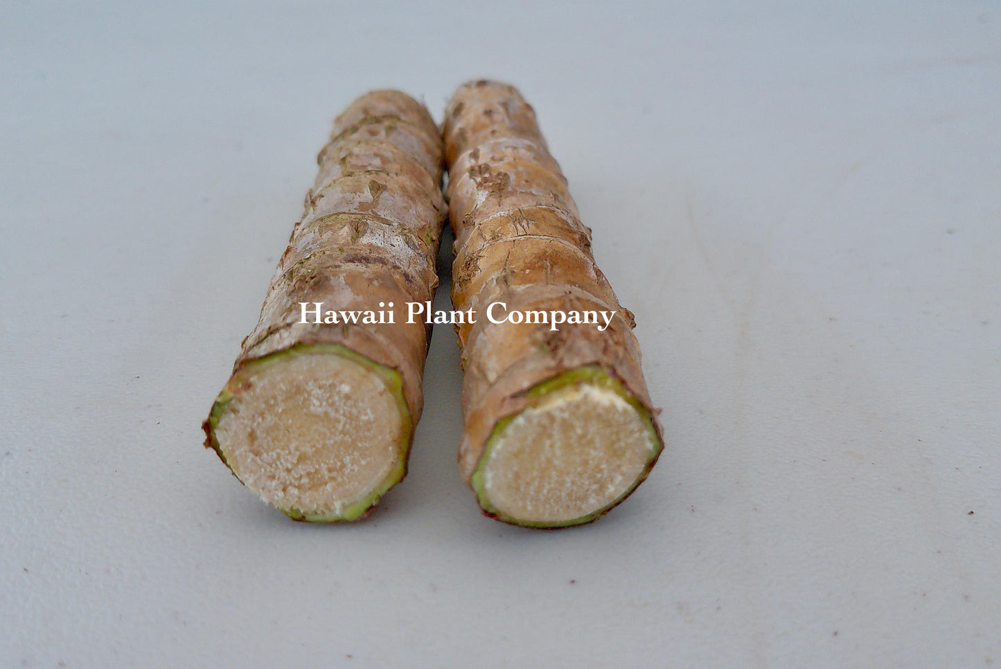 Unrooted Green TI Cutting 4-8 Inch