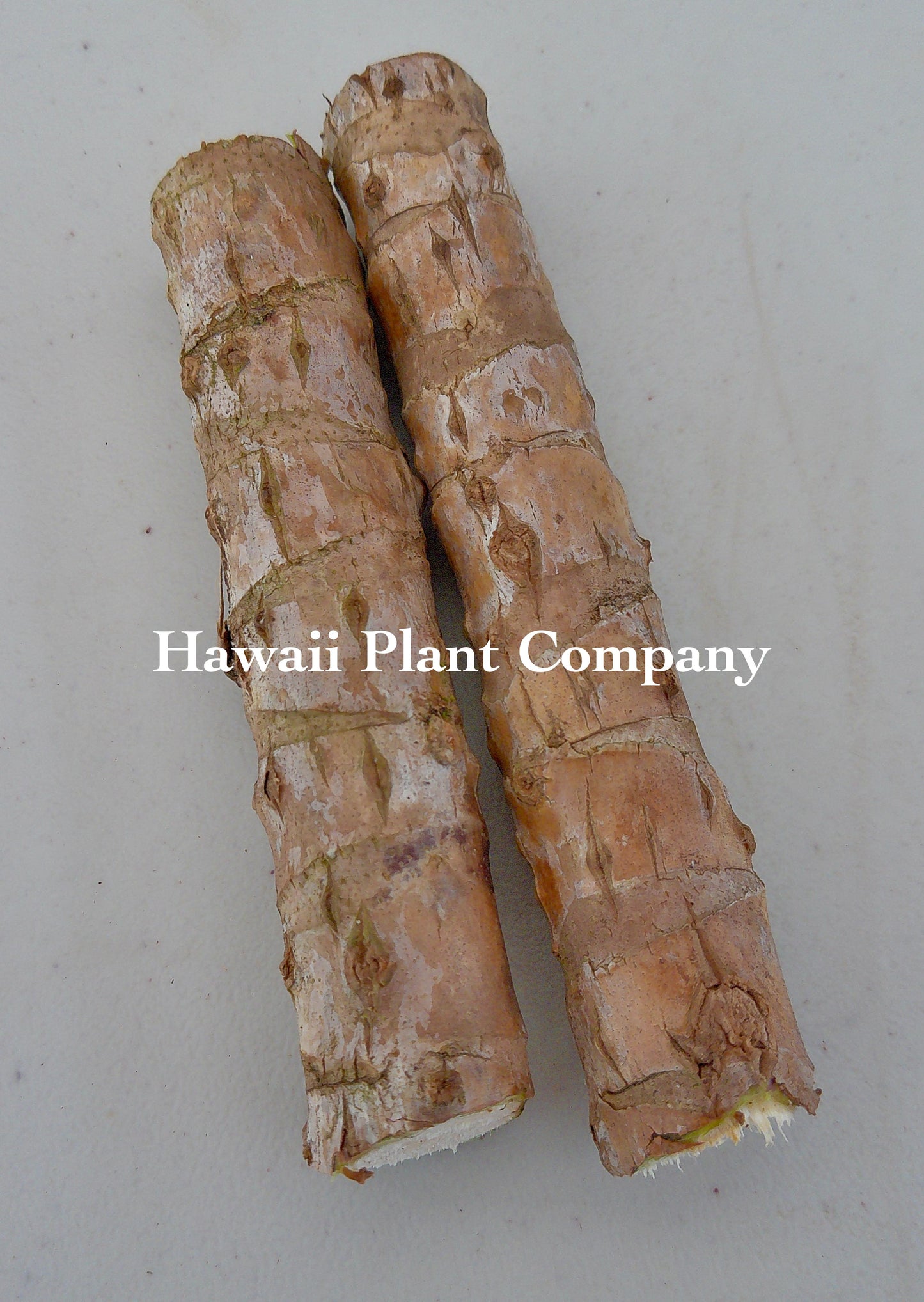 Unrooted Green TI Cutting 4-8 Inch