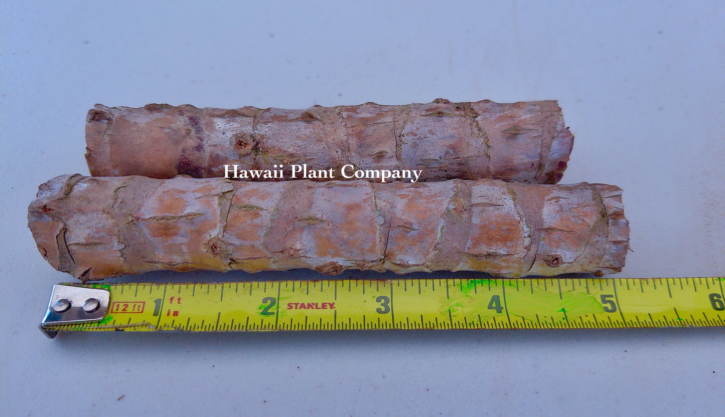 Unrooted Green TI Cutting 4-8 Inch