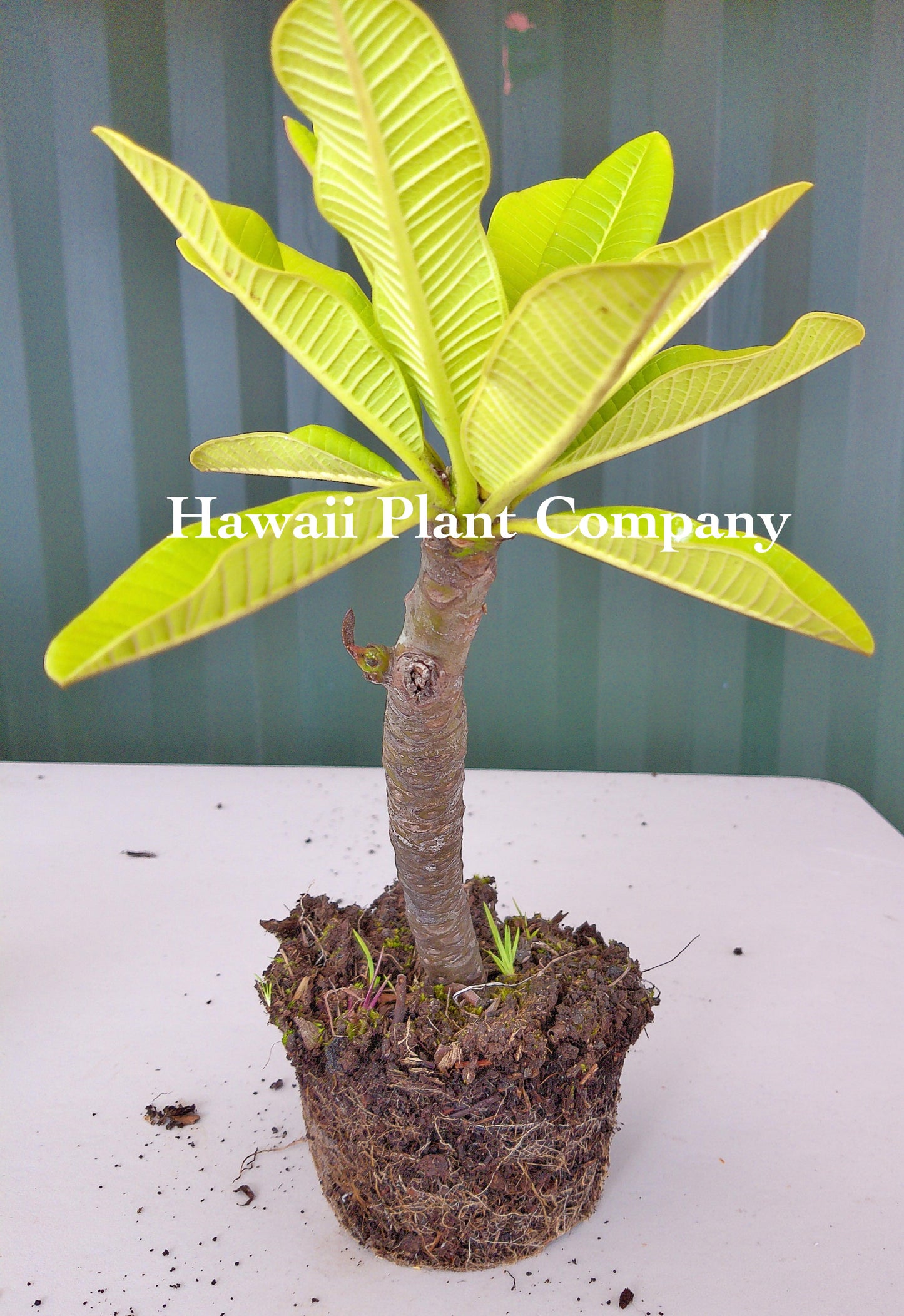 Rooted Plumeria Plant 6-12in