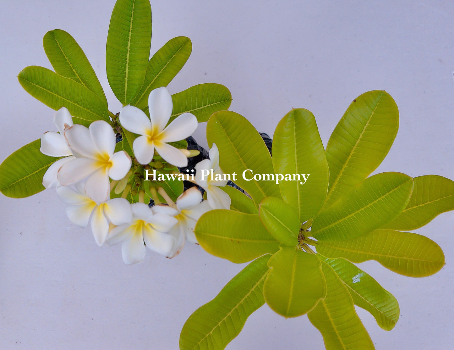 Rooted Plumeria Plant 6-12in