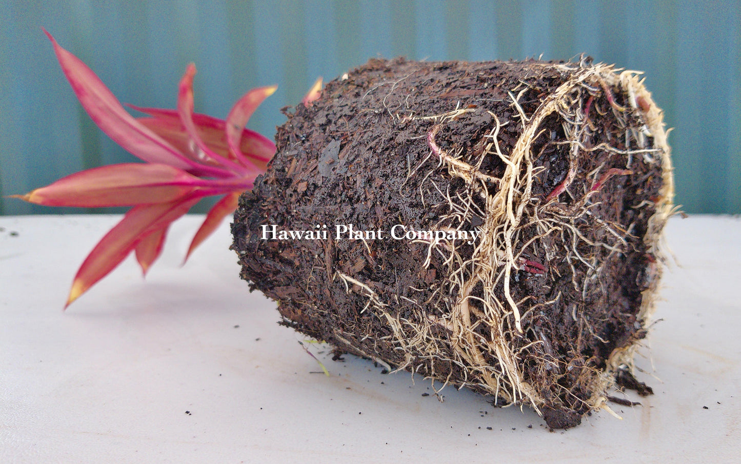 Rooted Red TI Plant 4-12 in - 1/2 Gallon Pot