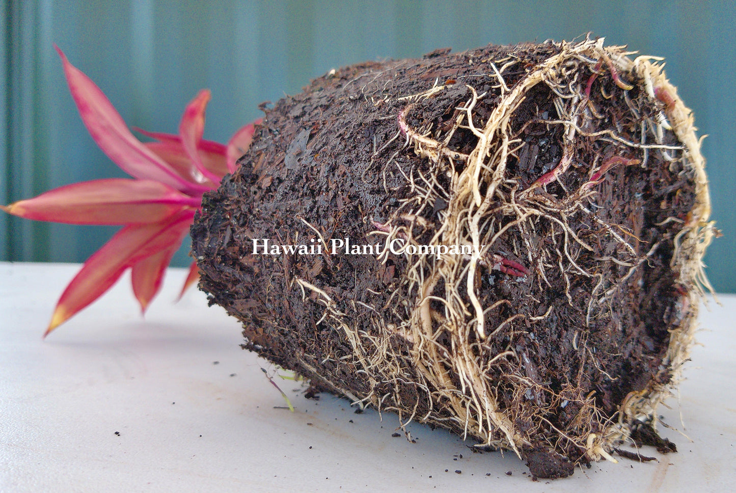 Rooted Red TI Plant 4-12 in - 1/2 Gallon Pot