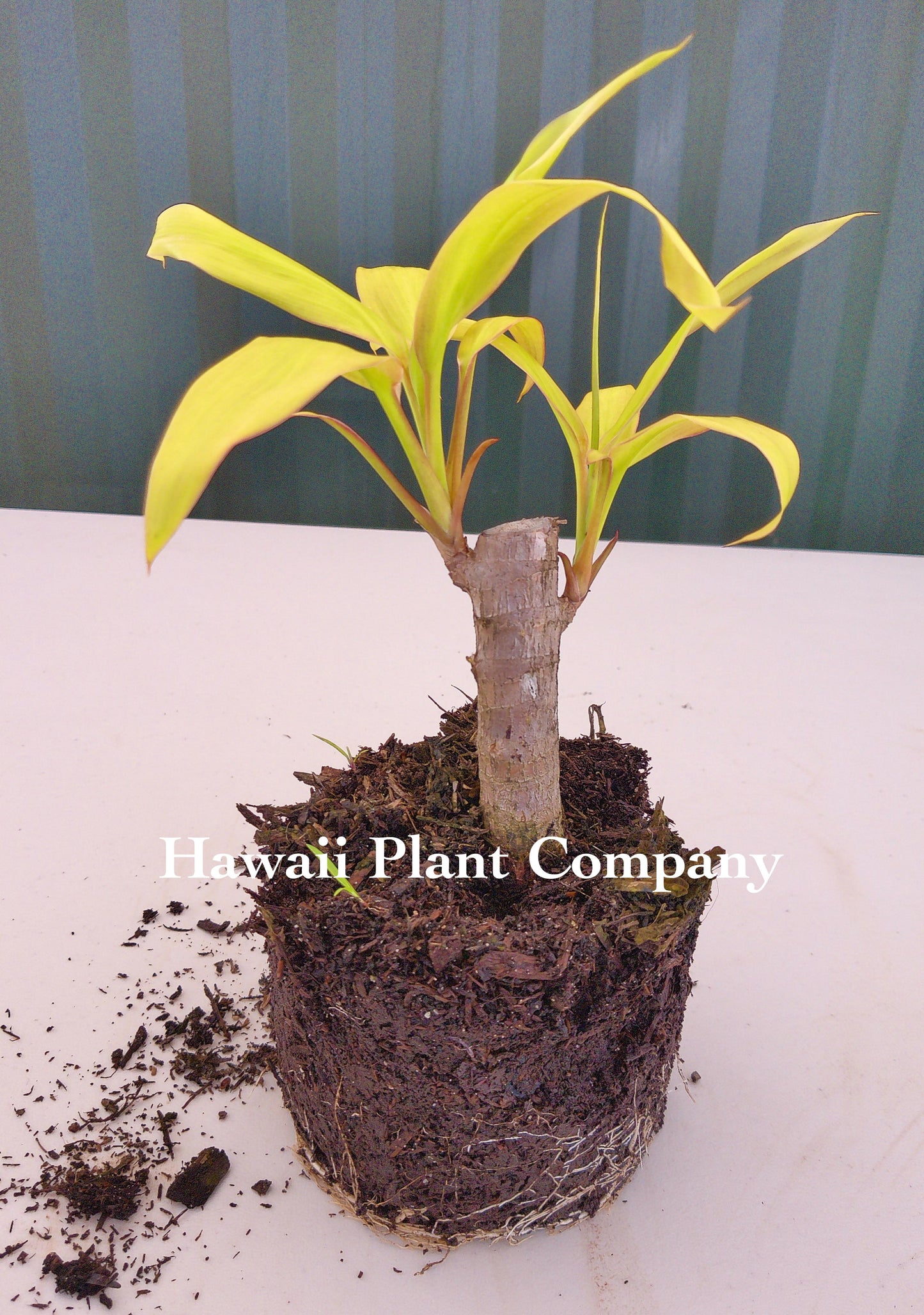 Rooted Green TI Plant 4-12 in - 1/2 Gallon Pot