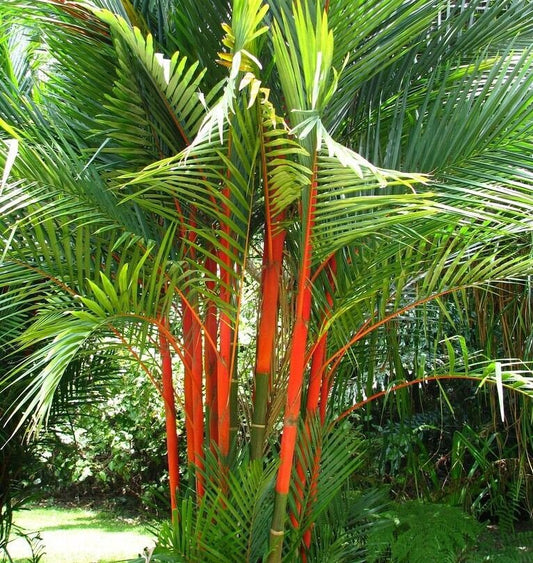 Red Sealing Wax Palm Seeds