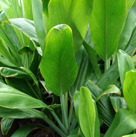 Unrooted Green TI Cutting 4-8 Inch