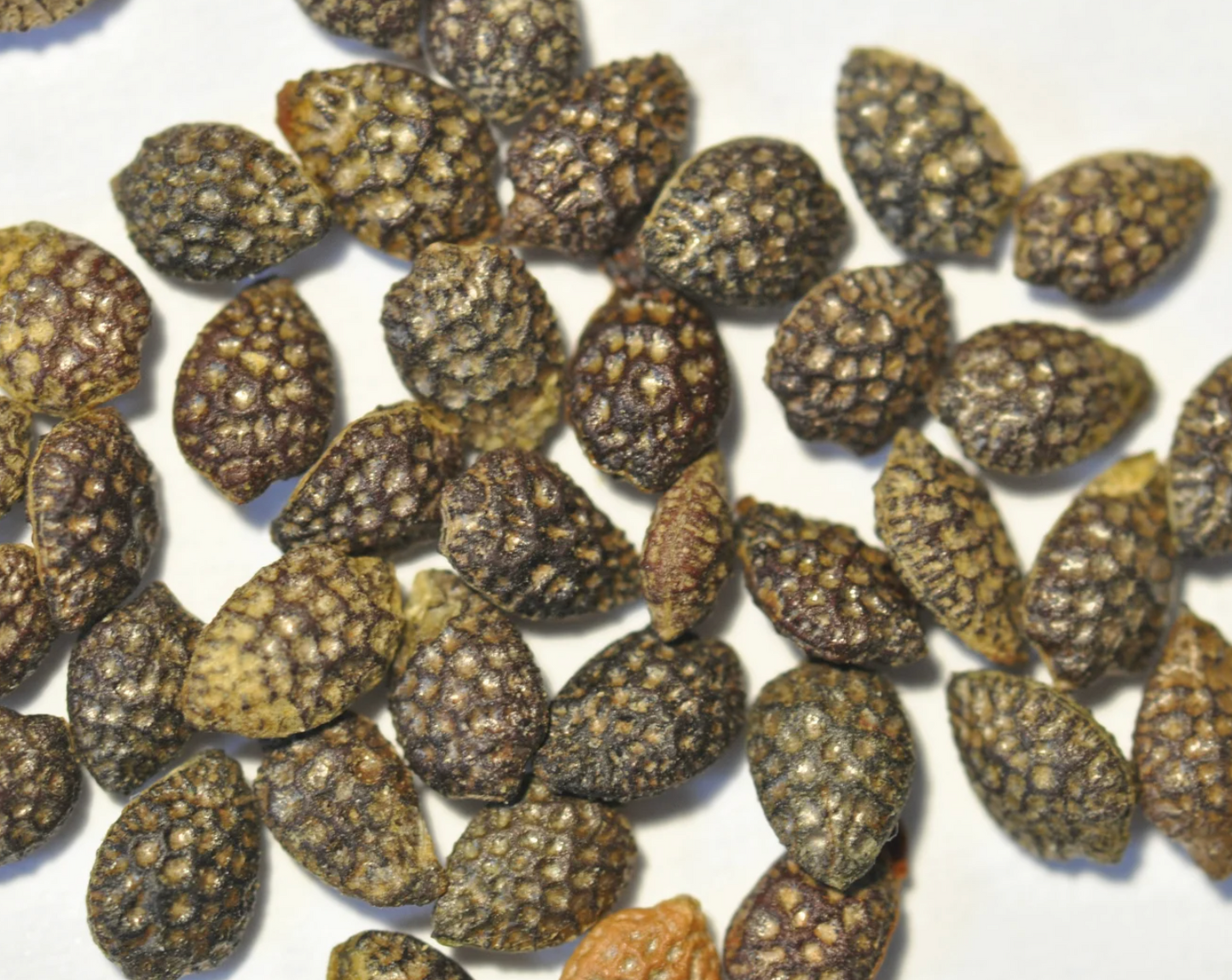 Lilikoi Fruit Seeds