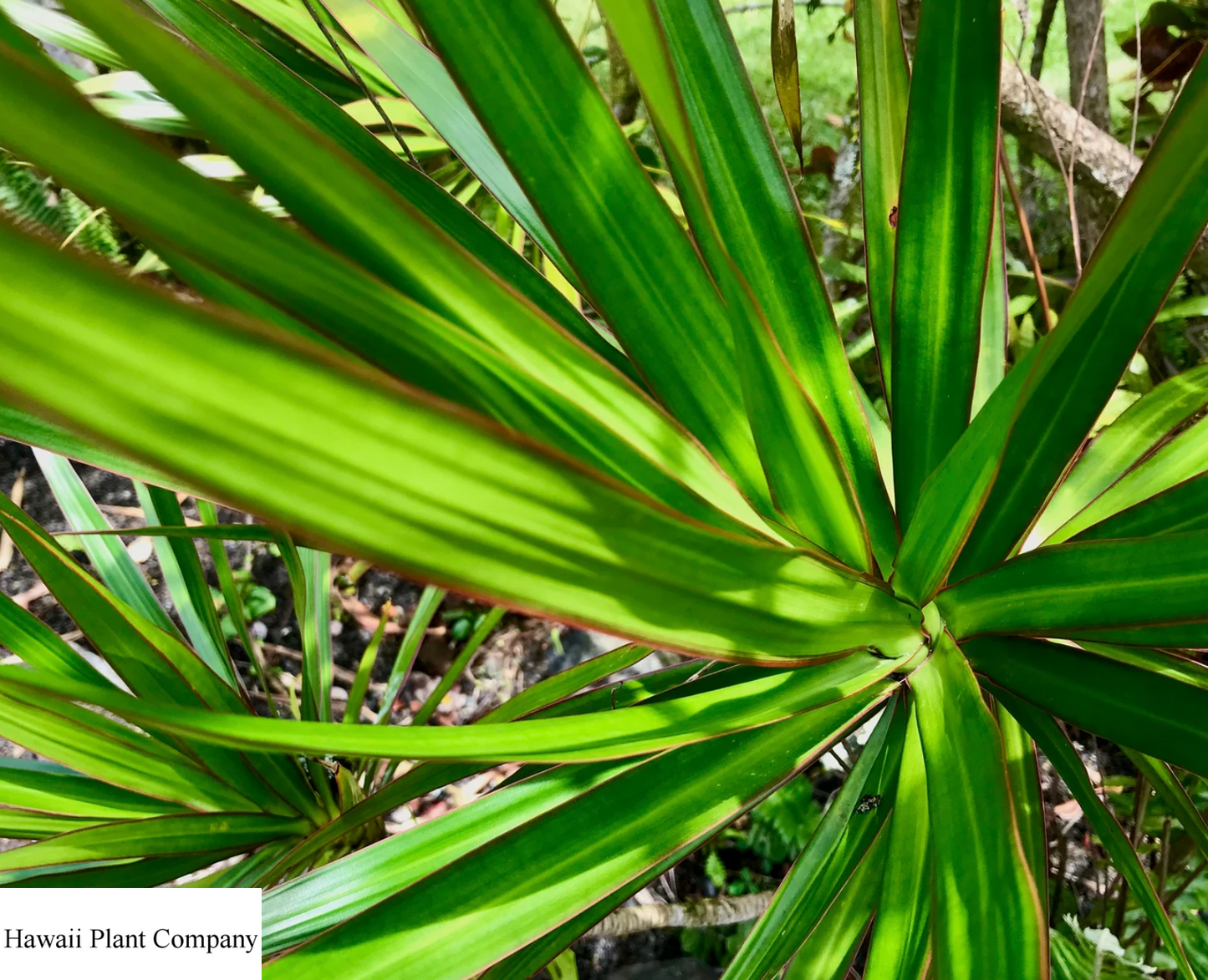 Dracena Cuttings Unrooted 4-8inch