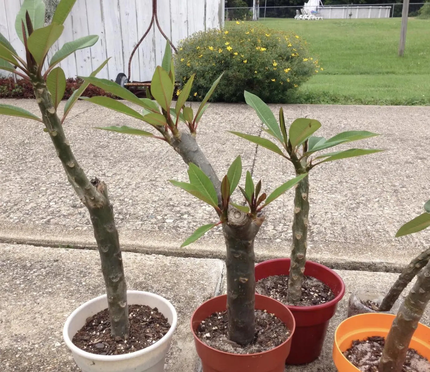 Rooted Plumeria Plant 6-12in